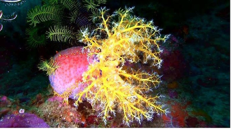 coral1.JPG