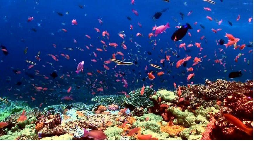 coralfish.JPG