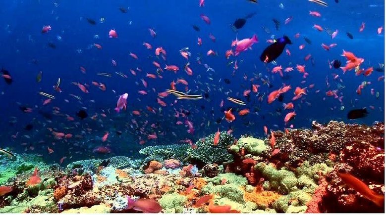 coralfish.JPG