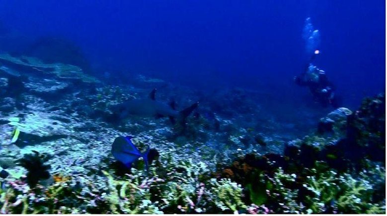 diver_whitetip.JPG