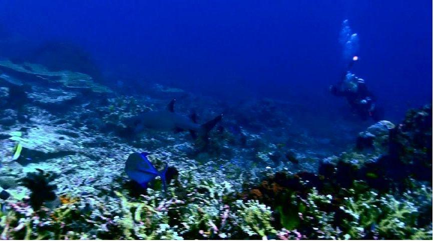 diver_whitetip.JPG