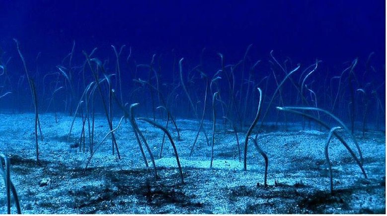 gardeneels.JPG