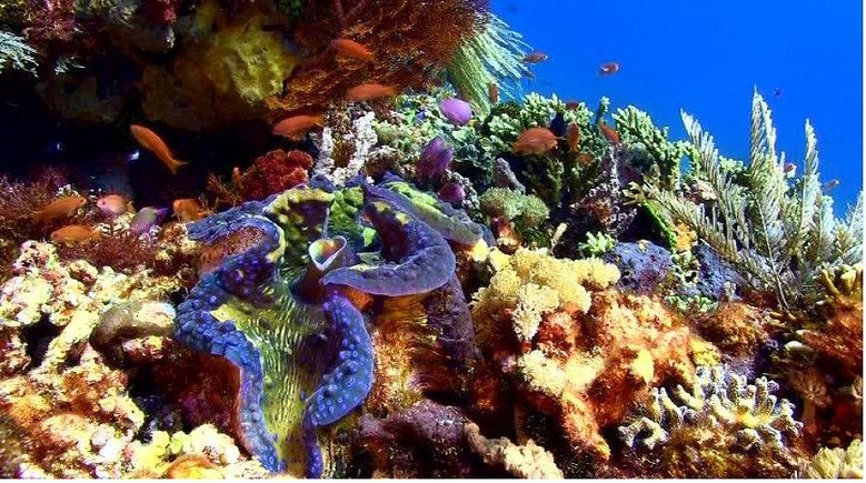 giantclam.JPG