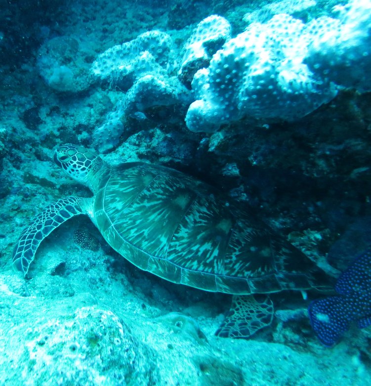 green turtle 2a.JPG