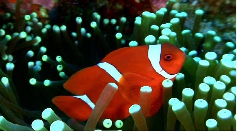 nemo.JPG